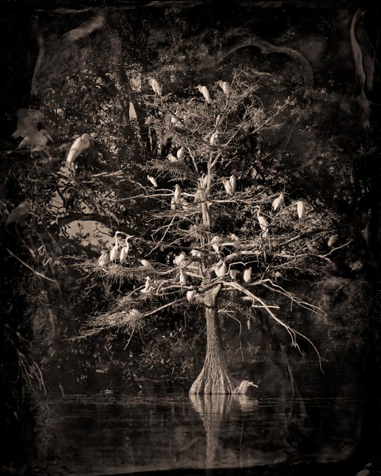 Keith Carter b.1948 Black and White Photograph - Nesting Tree Study #1
