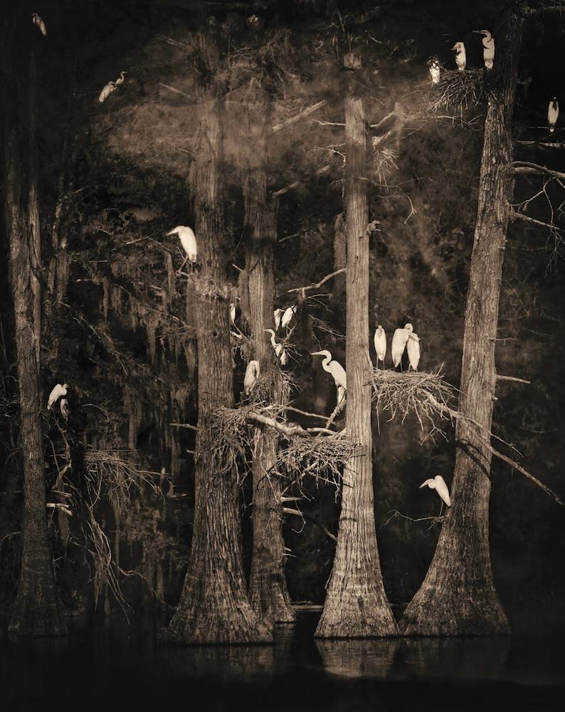 Keith Carter b.1948 Black and White Photograph - Nesting Tree Study #2 by Keith Carter, 2012, Archival Pigment Print