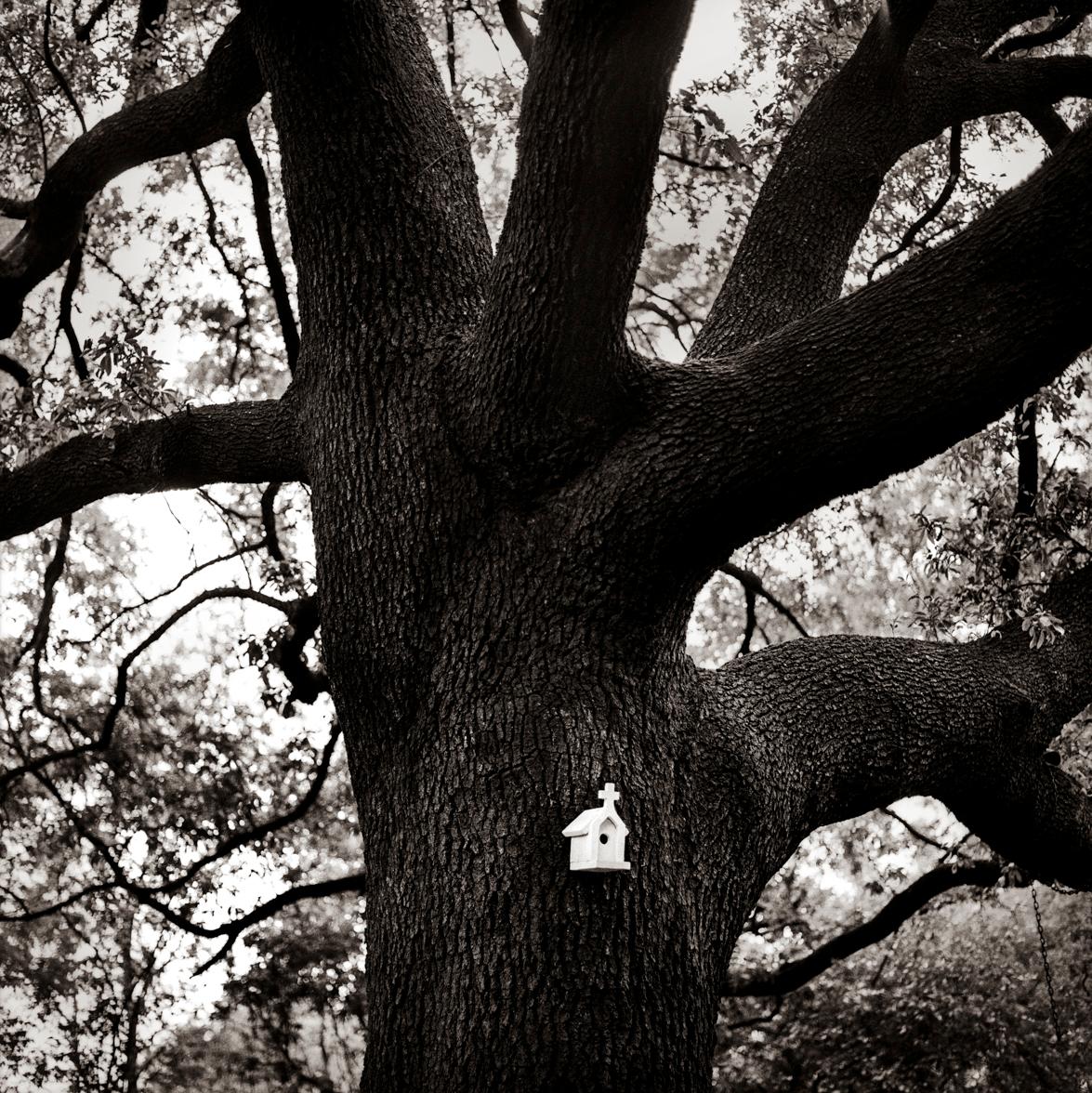 Keith Carter b.1948 Black and White Photograph - Oak Tree, silver gelatin print, limited edition photograph, signed