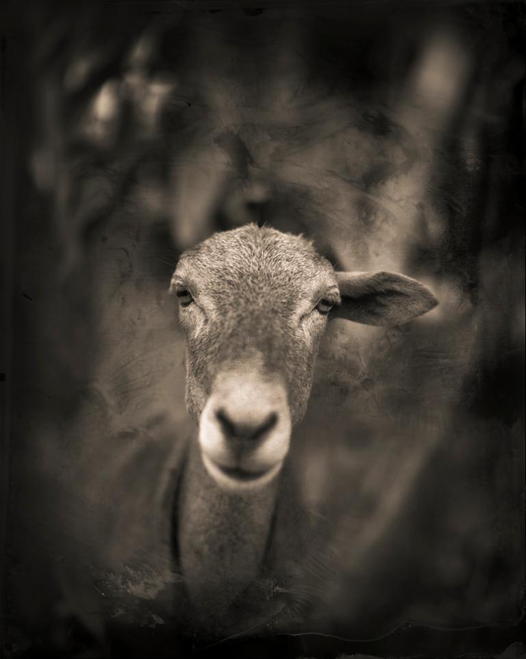 Keith Carter b.1948 Figurative Photograph - One Eared Goat