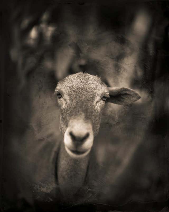 Keith Goat Keith Carter b.1948 Photography - 174 For Sale at 1stDibs | keith ...