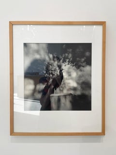 Estudio del pavo real nº 2