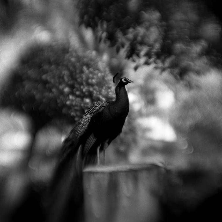 Keith Carter b.1948 Black and White Photograph - Peacock Study No. 2