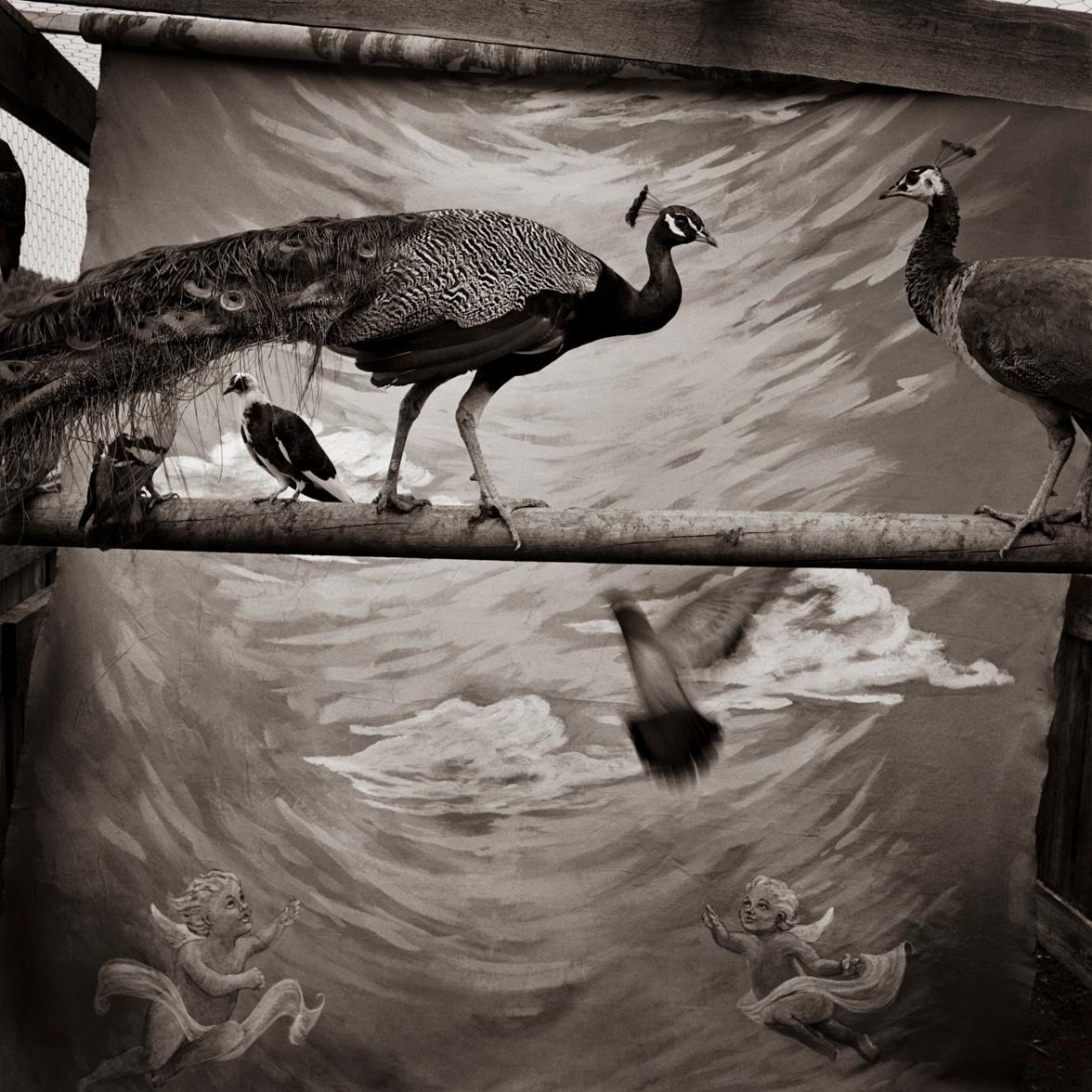 Keith Carter b.1948 Black and White Photograph - Peacocks, silver gelatin photograph, limited edition, signed and numbered 