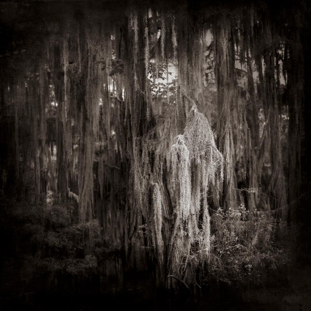 Keith Carter b.1948 Black and White Photograph - Phantom Moss, limited edition photograph, signed and numbered 