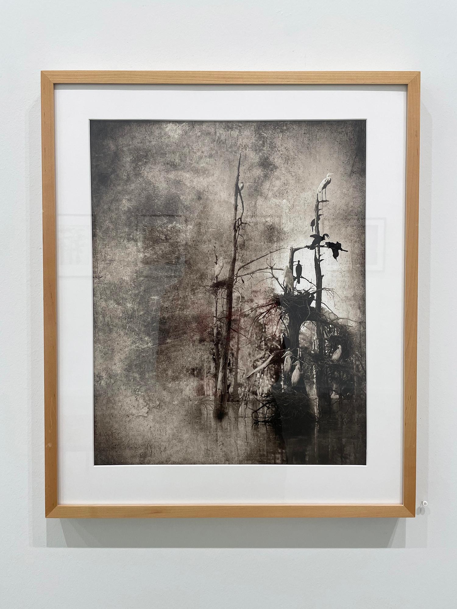 Estudio de la graja nº 3 - Photograph de Keith Carter b.1948