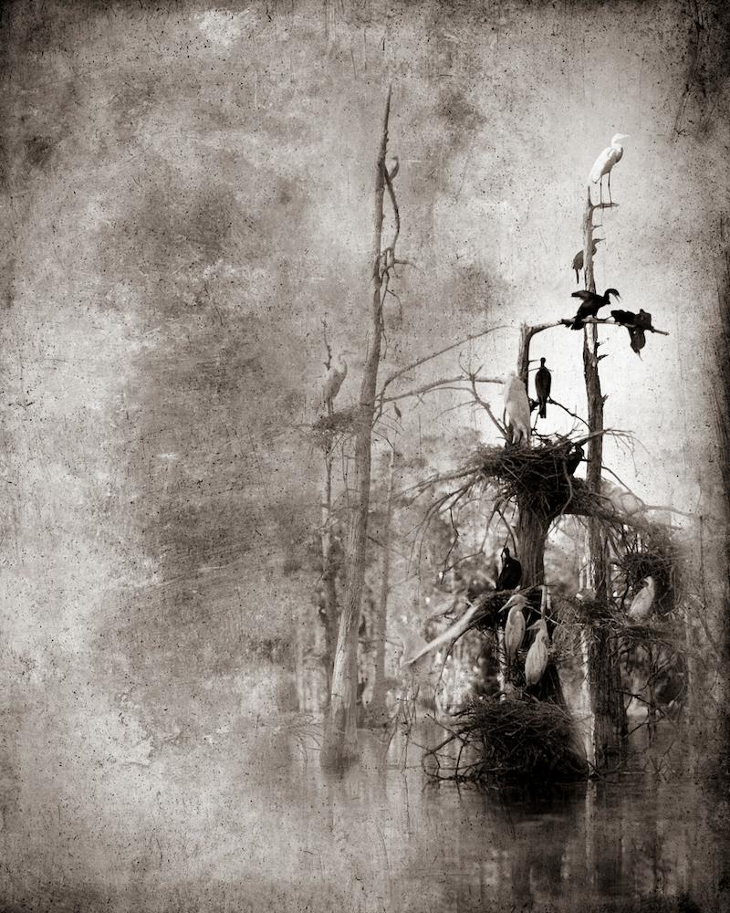 Keith Carter b.1948 Figurative Photograph - Rookery Study #3 by Keith Carter, 2019, Archival Pigment Print