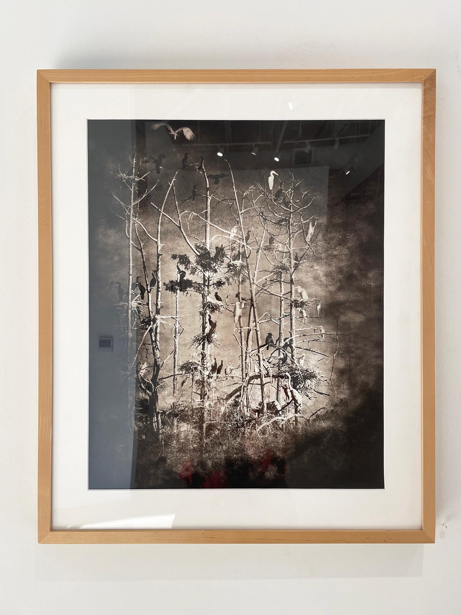Estudio de la graja nº 5 - Photograph de Keith Carter b.1948