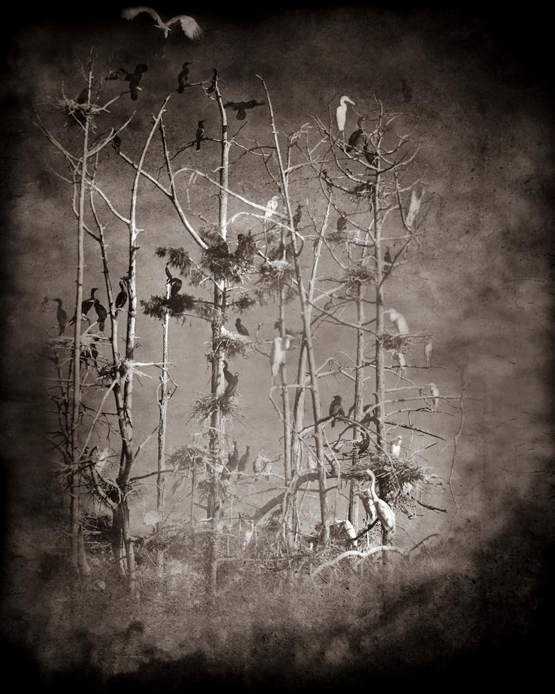 Keith Carter b.1948 Black and White Photograph - Rookery Study #5