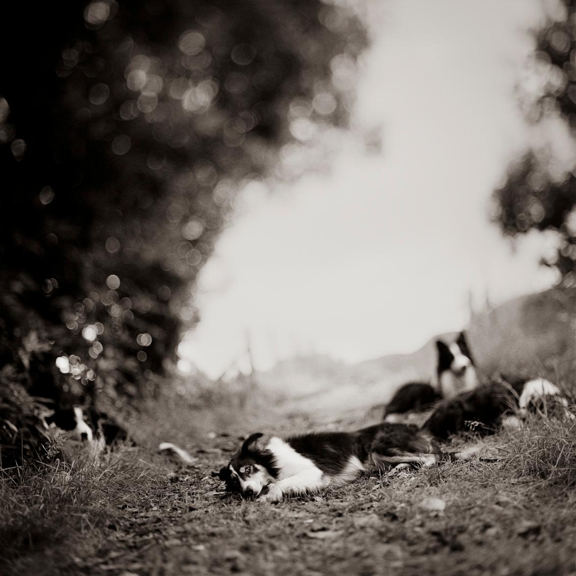 Keith Carter b.1948 Black and White Photograph - Sheepdogs, silver gelatin photograph, signed and numbered 