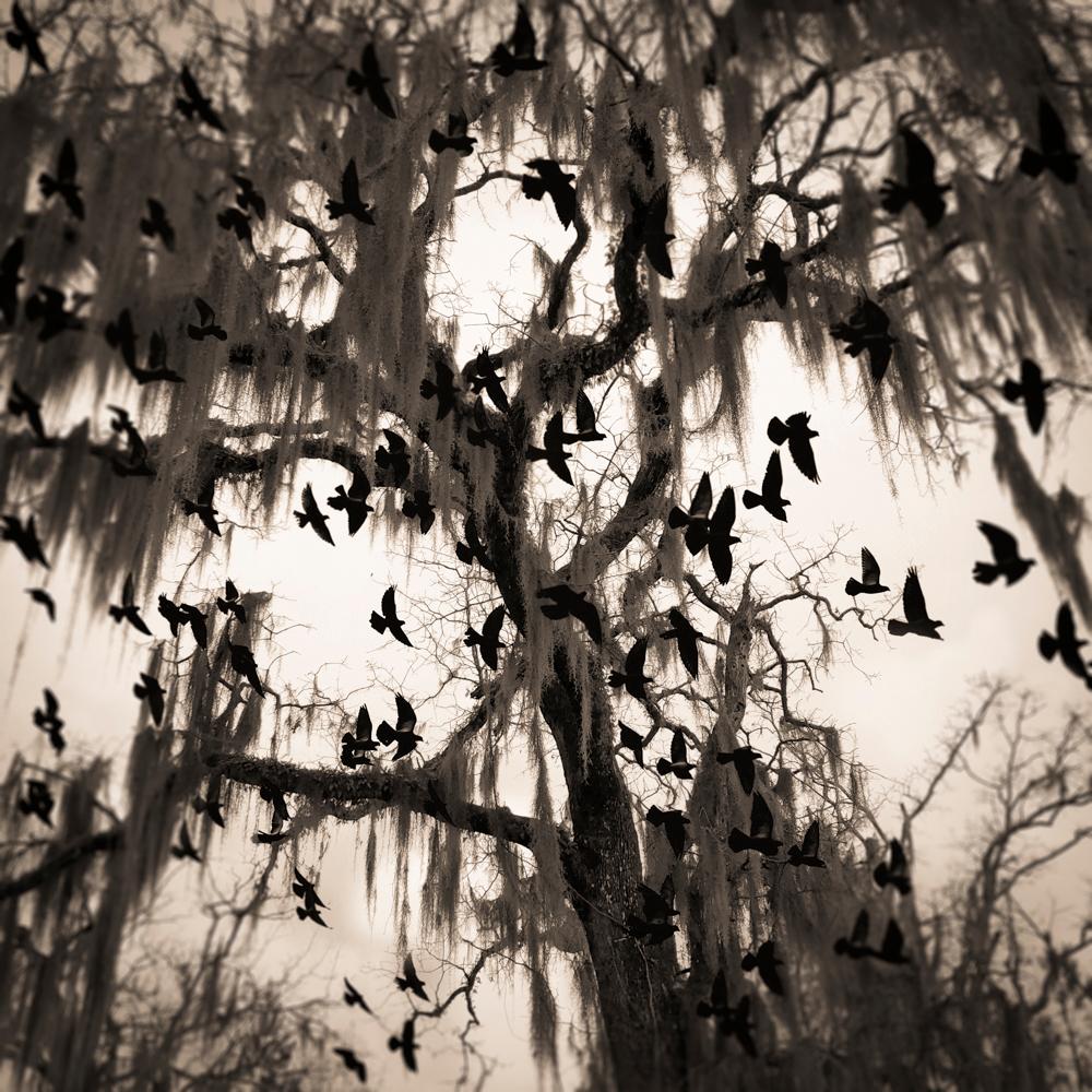 Keith Carter b.1948 Black and White Photograph - Spanish Moss, limited edition photograph, signed and numbered 