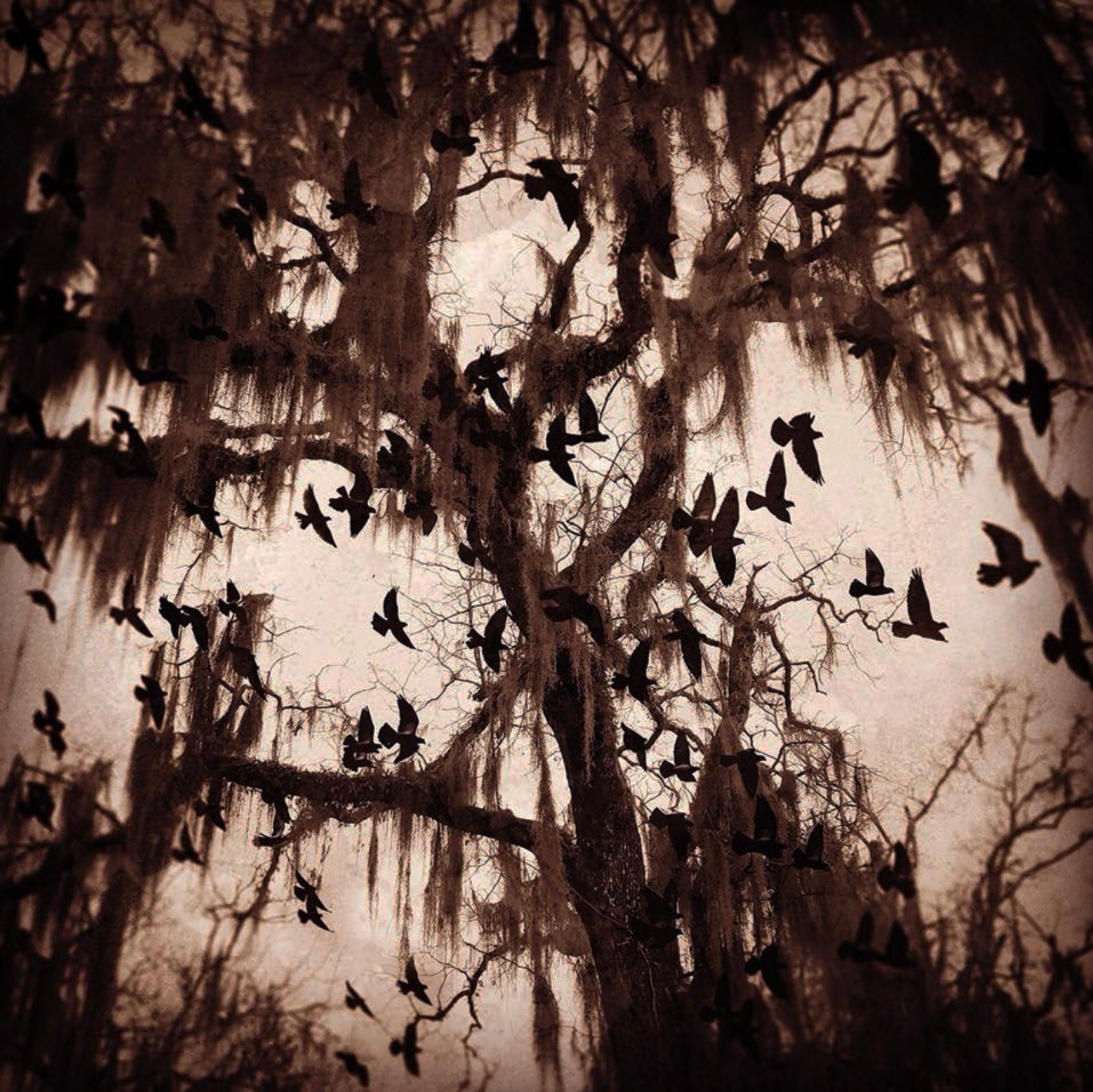 Keith Carter b.1948 Figurative Photograph - Spanish Moss