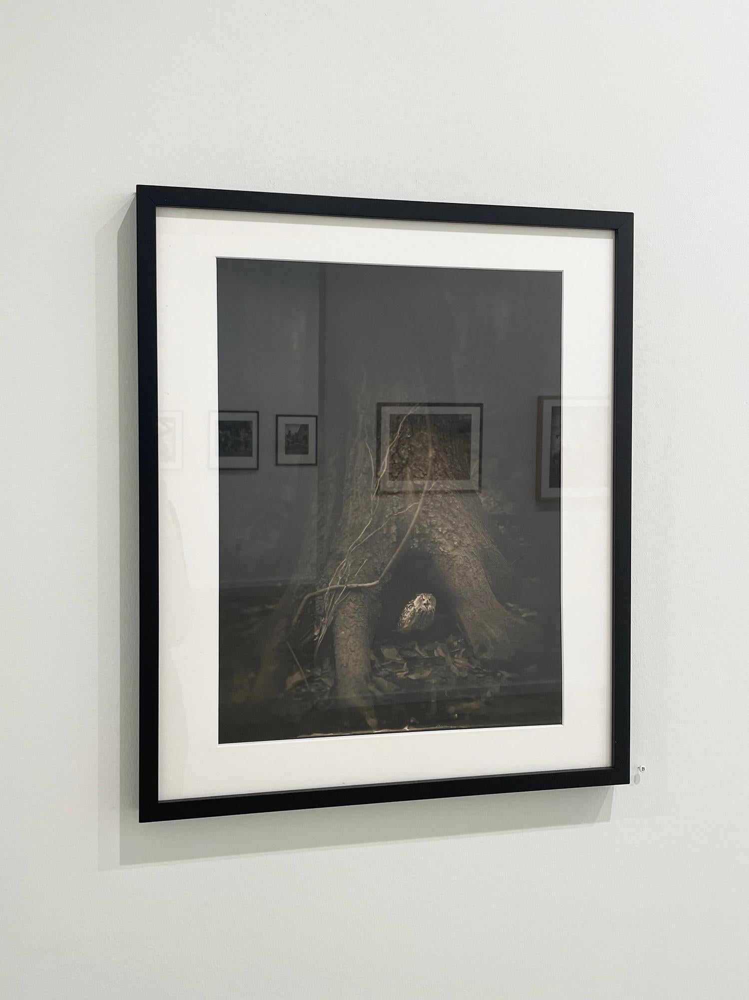 Baumwurzeln, aus dem Ghostland – Photograph von Keith Carter b.1948