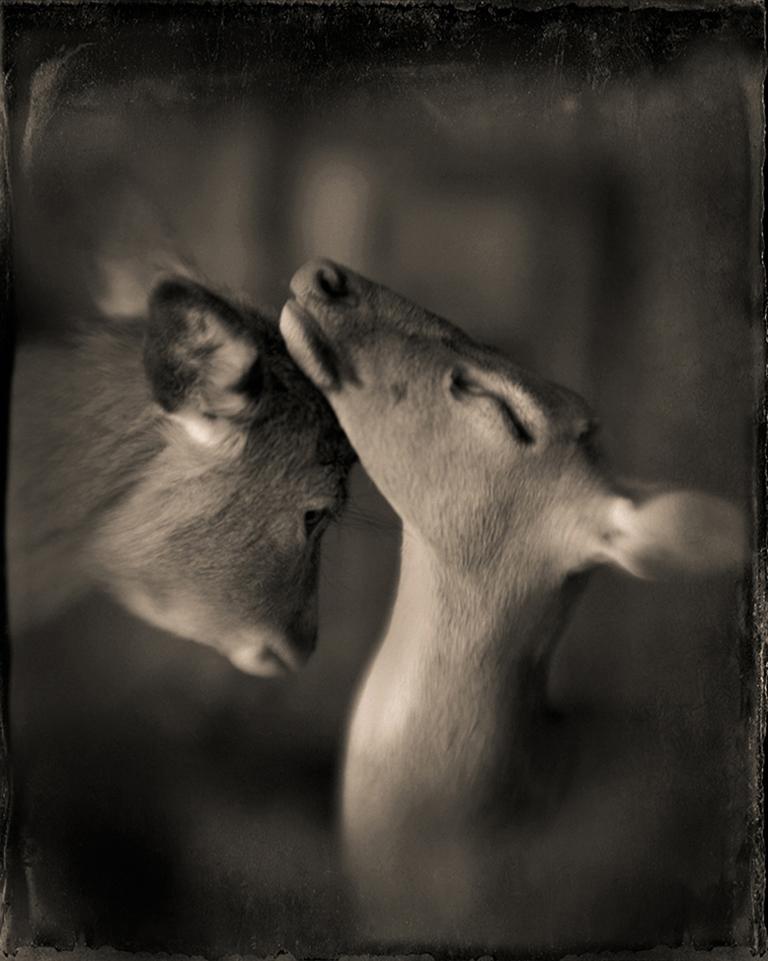 Portrait Photograph de Keith Carter b.1948 - Dos ciervos