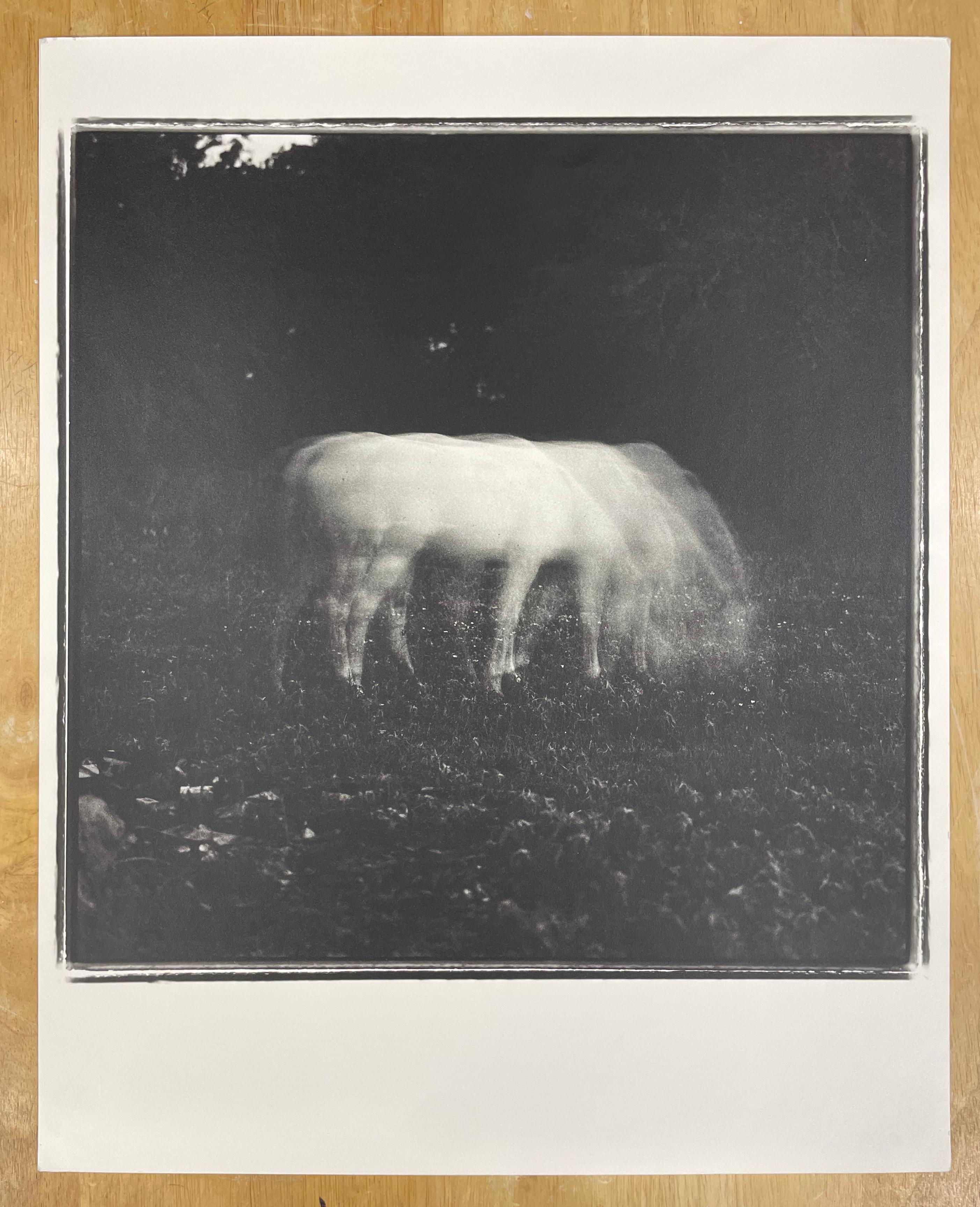 Cavallo bianco al chiaro di luna - Fotografia in bianco e nero, edizione limitata, animale - Photograph di Keith Carter b.1948