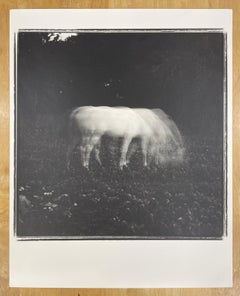 White Horse in Moonlight - Black and White Photograph, Limited Edition, Animal
