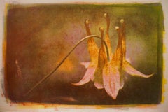 Columbine, Mixed Media on Paper