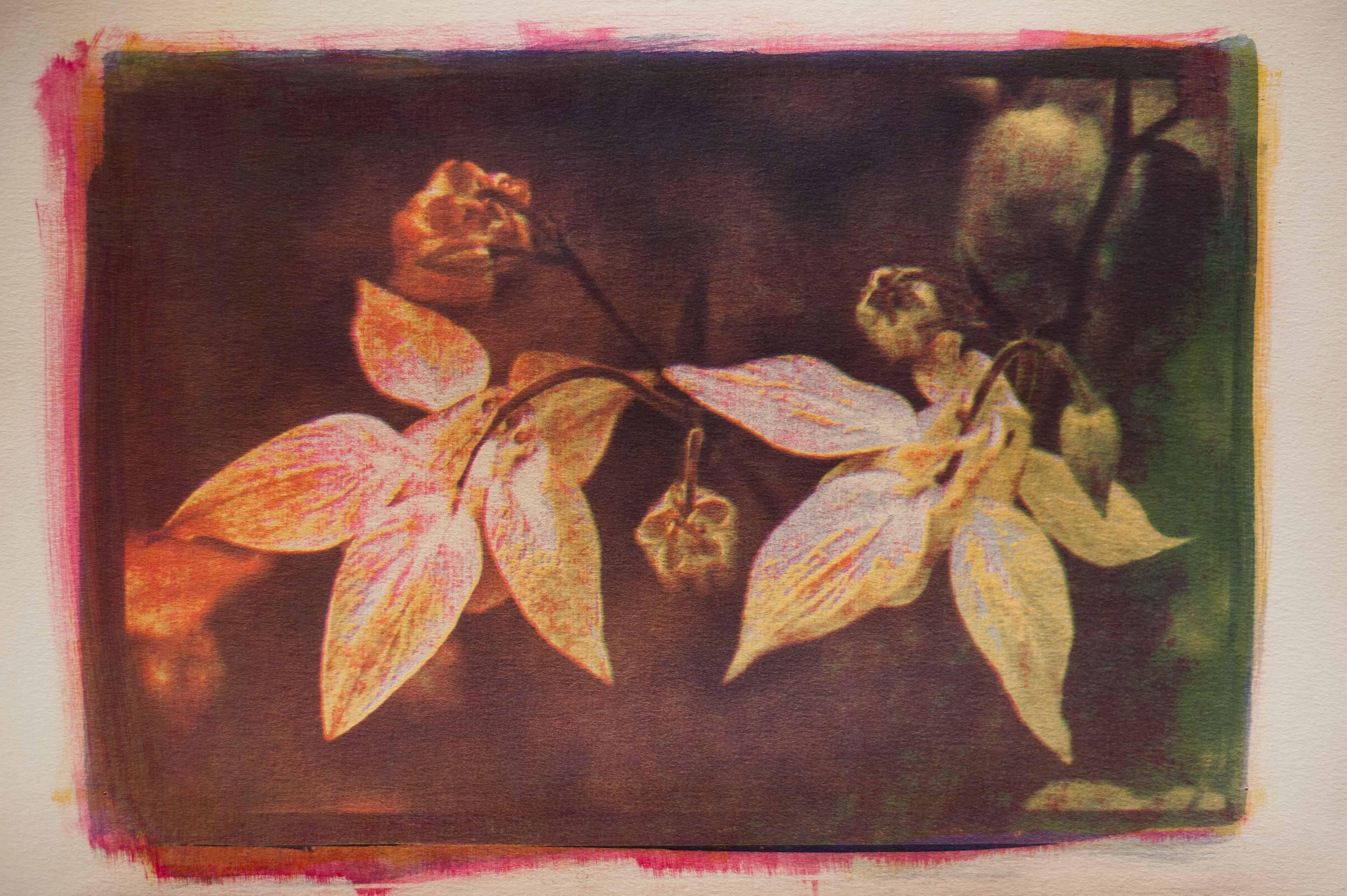 Colombine, technique mixte sur papier