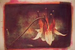 Columbine, Mixed Media on Paper