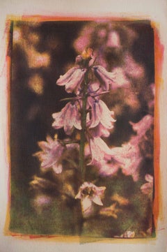 Hyacinth, Mixed Media on Paper