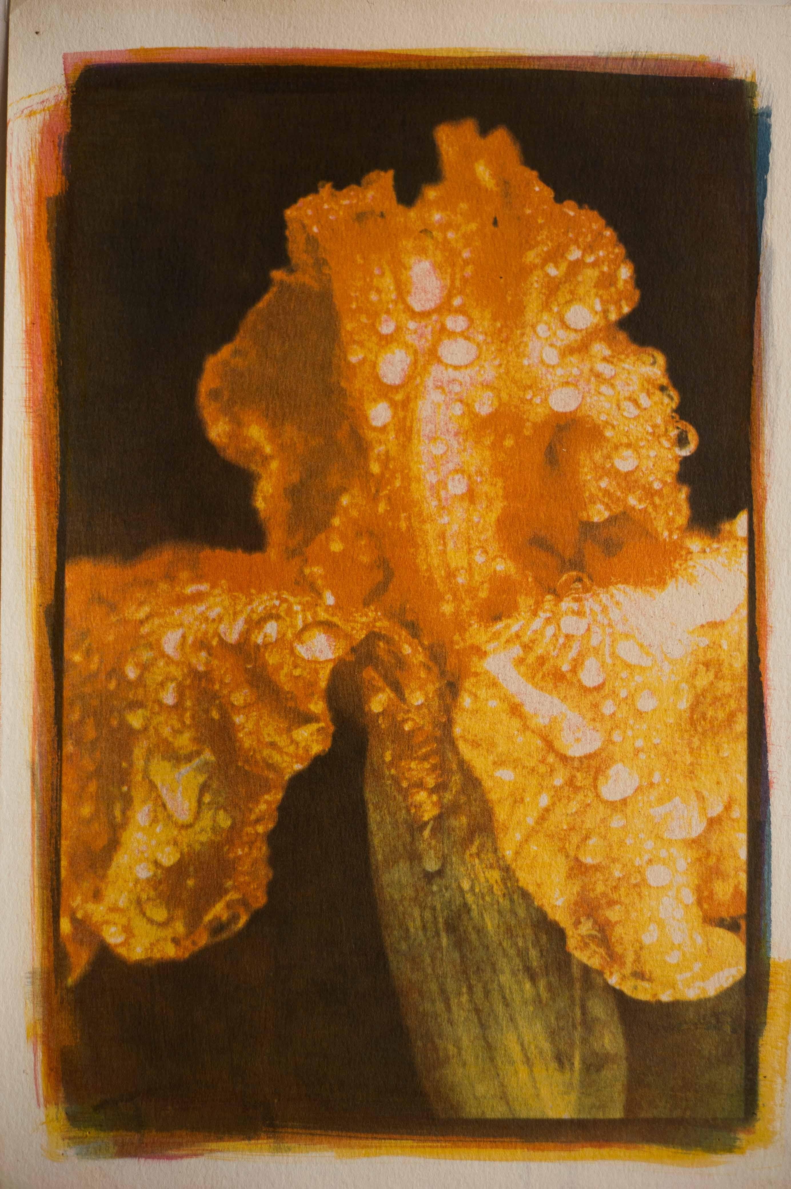 Iris, Mixed Media on Paper
