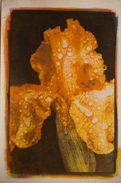 Iris, Mixed Media on Paper
