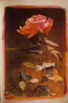 Rose, Mixed Media on Paper