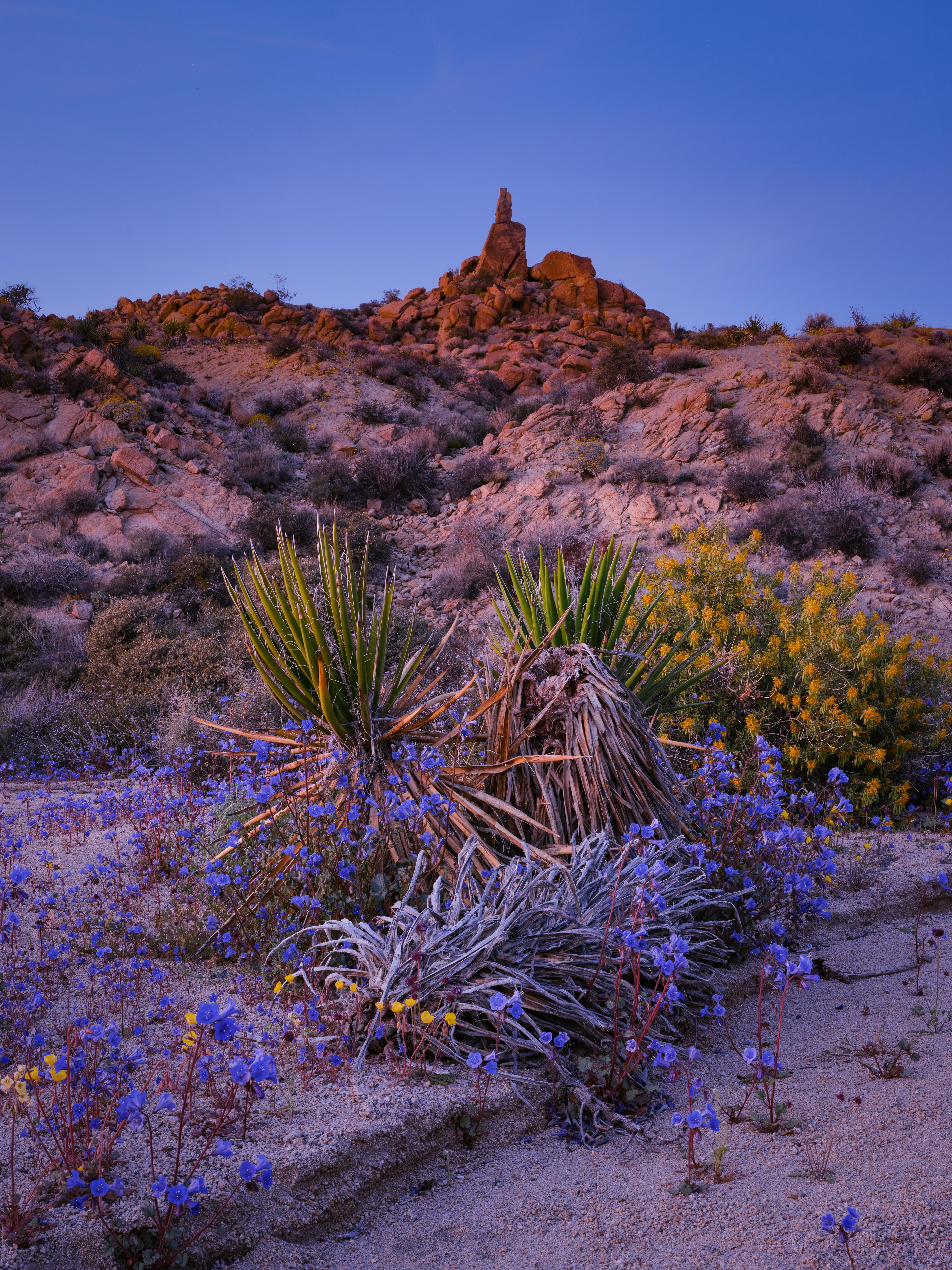 Keith Ladzinski Color Photograph – Wüstenblüte