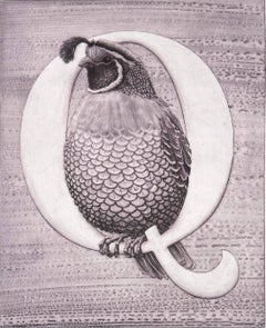 "Q", pour Quail, de l'alphabet animalier de Kelvin Mann