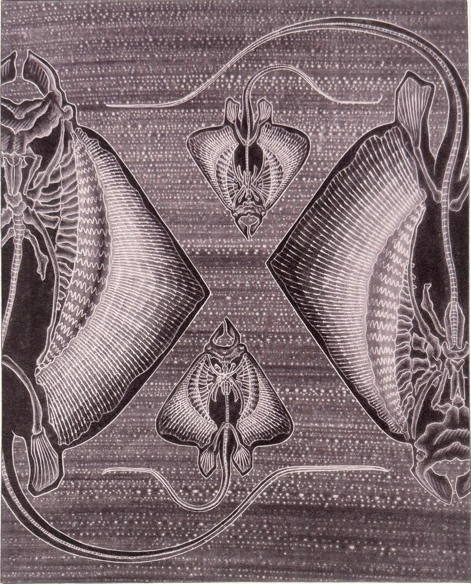 Recherche d'une image "classée PG" -  Rayon du fleuve Xingu,  illustre la lettre "X" de l'alphabet de Kelvin Mann. Toutes les lettres sont disponibles, et l'ensemble des 27 gravures dans un coffret folio est disponible au prix de 3200 $. Des