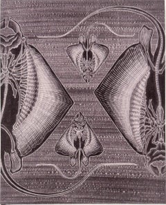 "X", pour Xingu River Ray, tiré de l'alphabet animalier de Kelvin Mann.