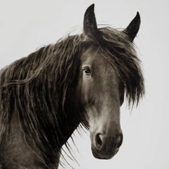 "Fearless", pittura ad olio fotorealistica in bianco e nero di un cavallo