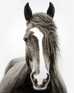 "Stand Out" dipinto ad olio fotorealistico in bianco e nero di un cavallo