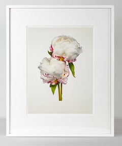 Peony (Festiva Maxima)