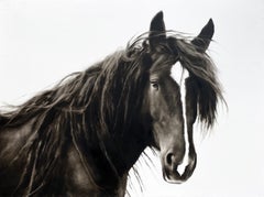 "Meant to Be" photorealist black and white oil painting, a portrait of a horse