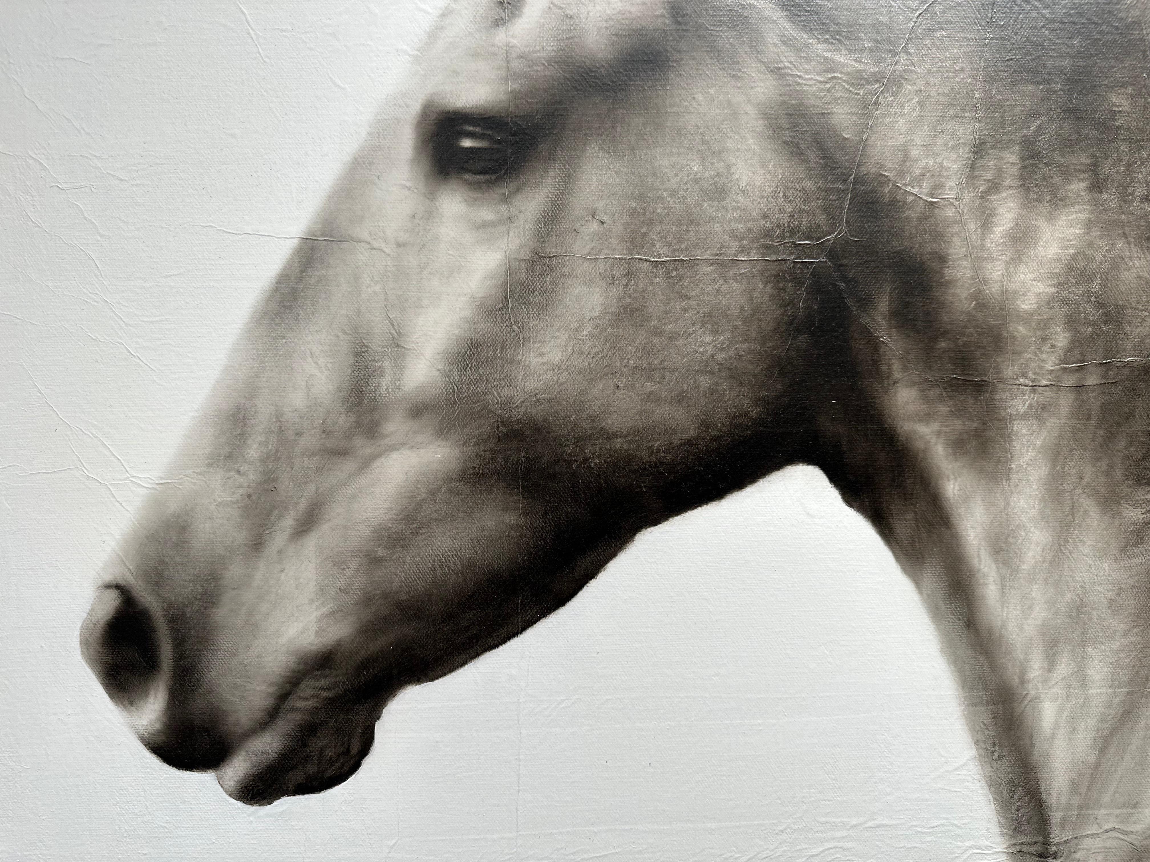 black and white palomino horse