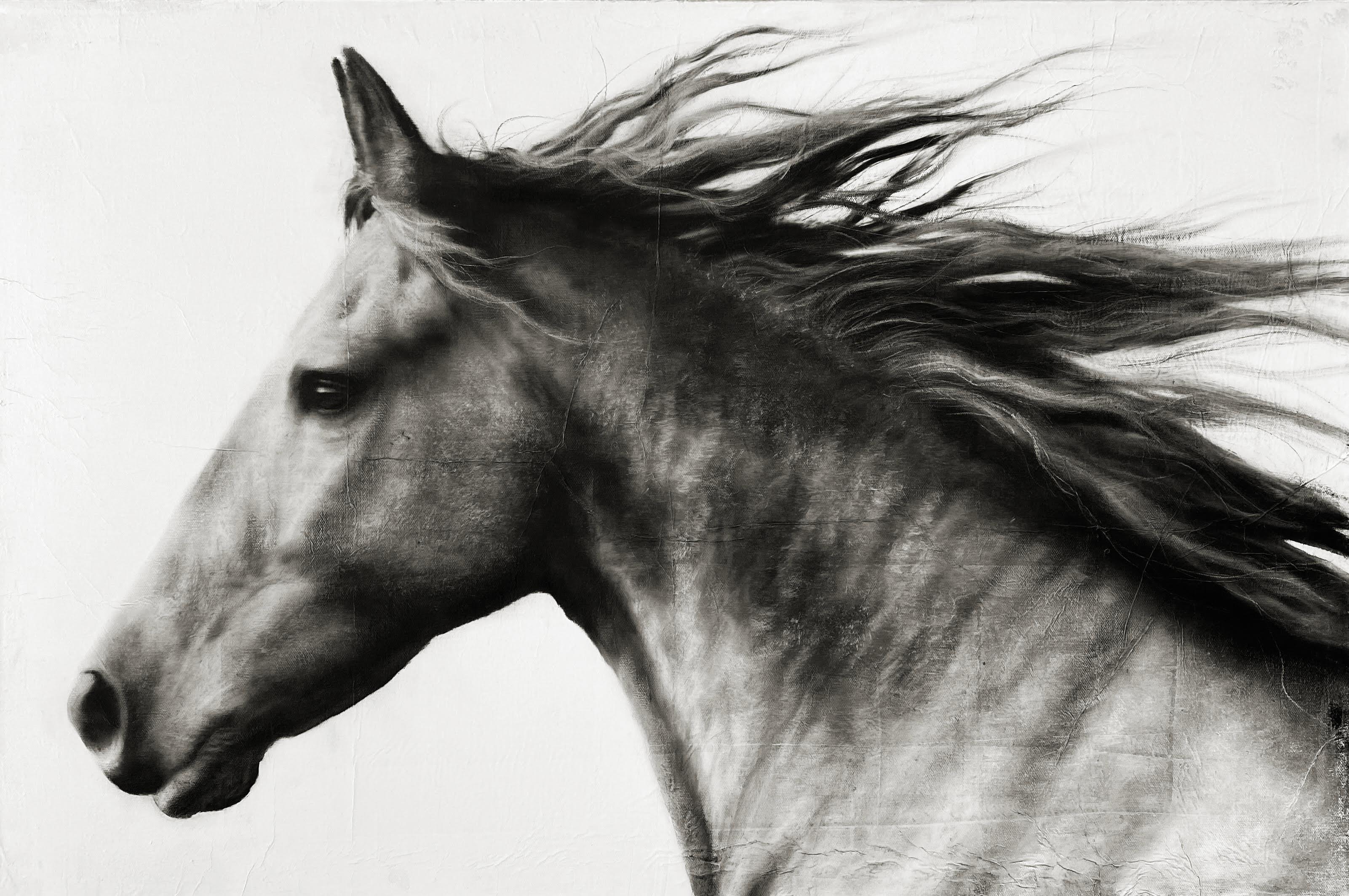 KENNETH PELOKE Animal Painting - "Untitled" photorealistic oil painting of a horse head in black and white