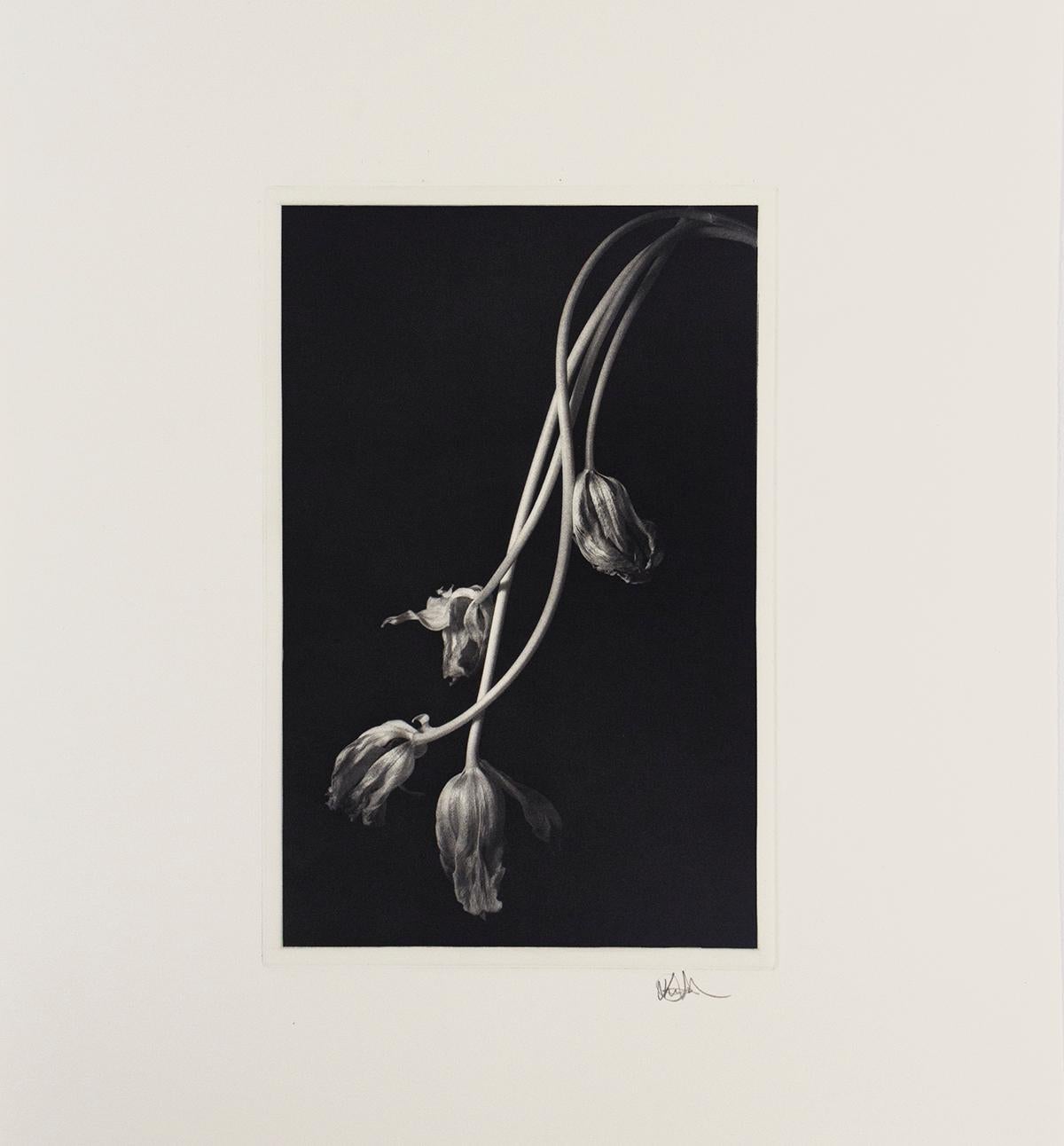 Stillleben 678 (Zeitgenössisch), Photograph, von Kenro Izu