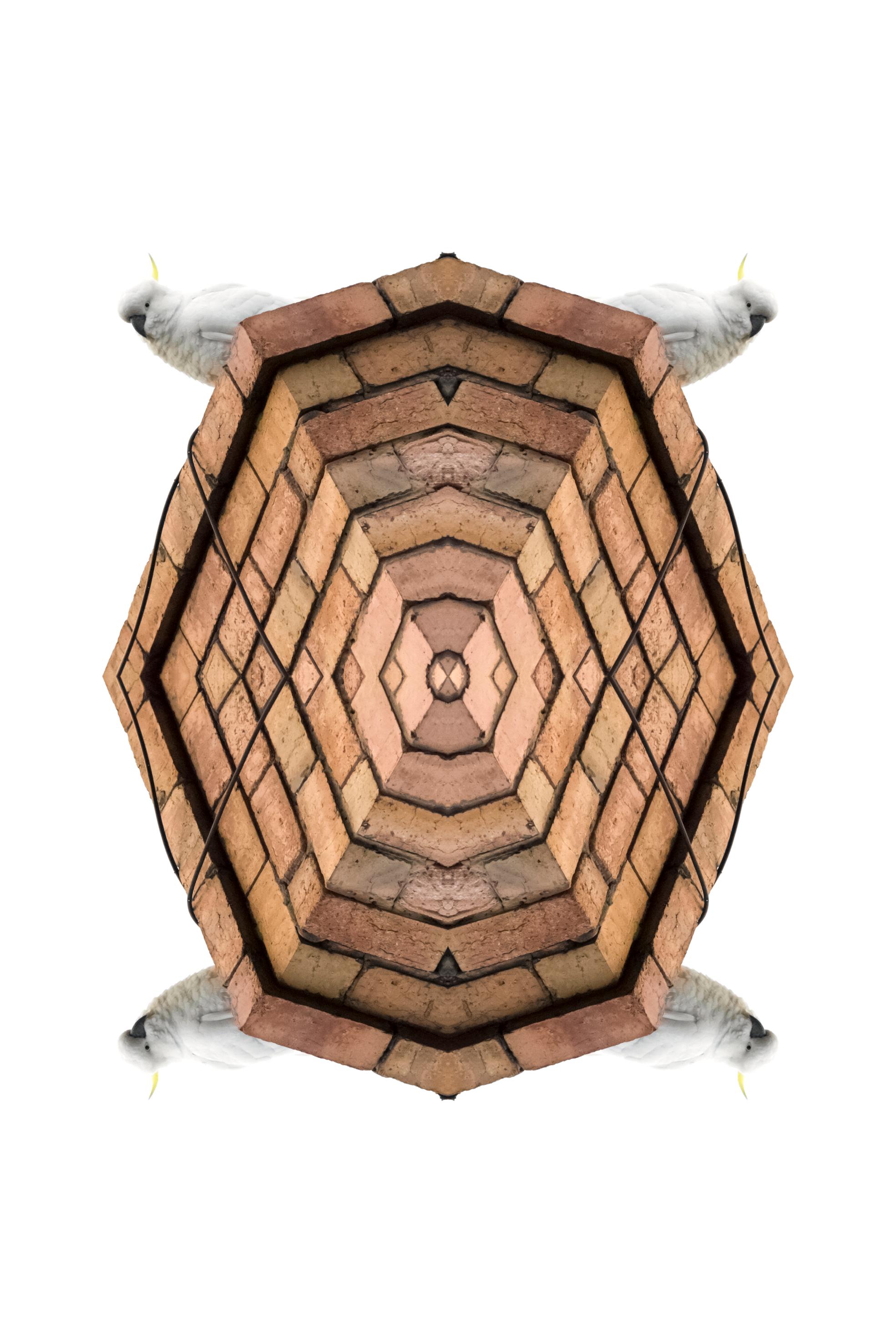 "Sulphur-Crested Cockatoo" Digital Print on Rag Paper by Kent Morris