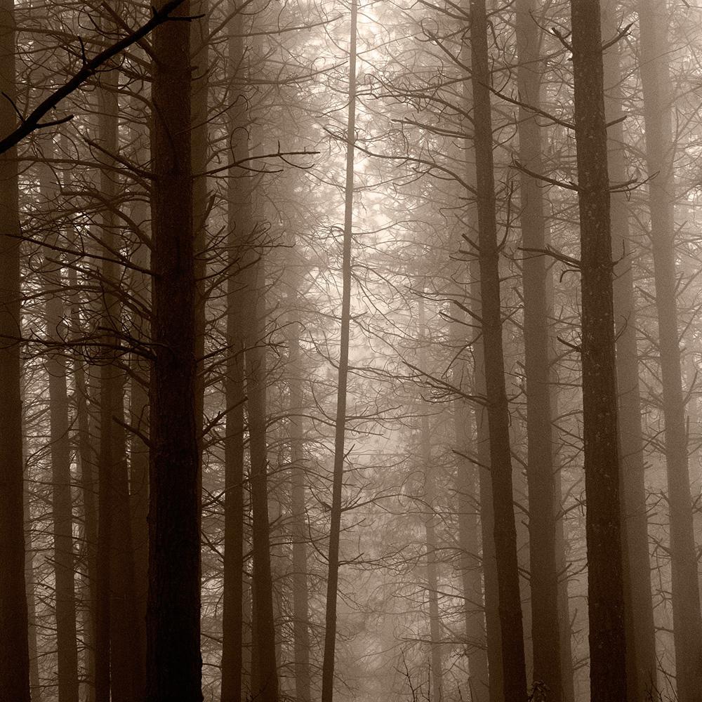 Kerik Kouklis Black and White Photograph – Redwood Trees In Fog, Kalifornien
