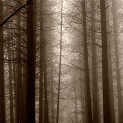 Trees dans le brouillard, Californie
