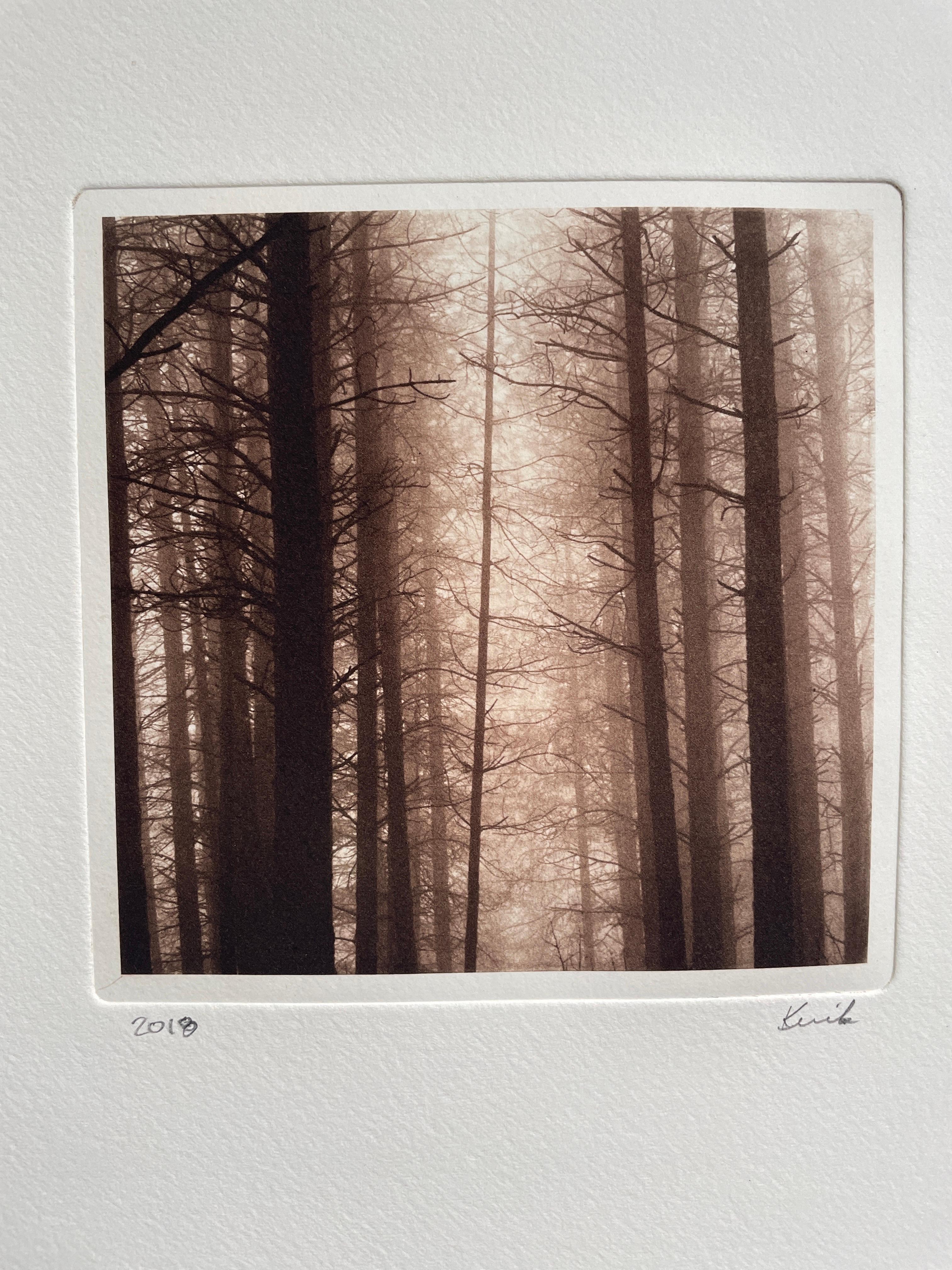 Kerik Kouklis Landscape Photograph - Redwoods In Fog, California