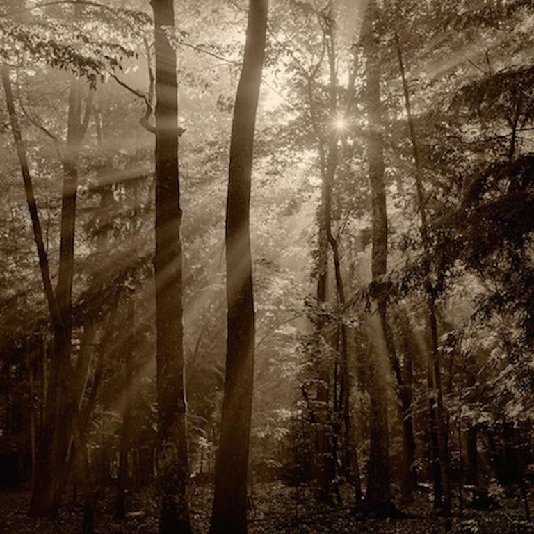 Black and White Photograph Kerik Kouklis - Arbres, brouillard et soleil traversent le village Michigan