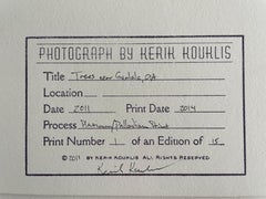 Trees Near Gualala California - Trees In Fog