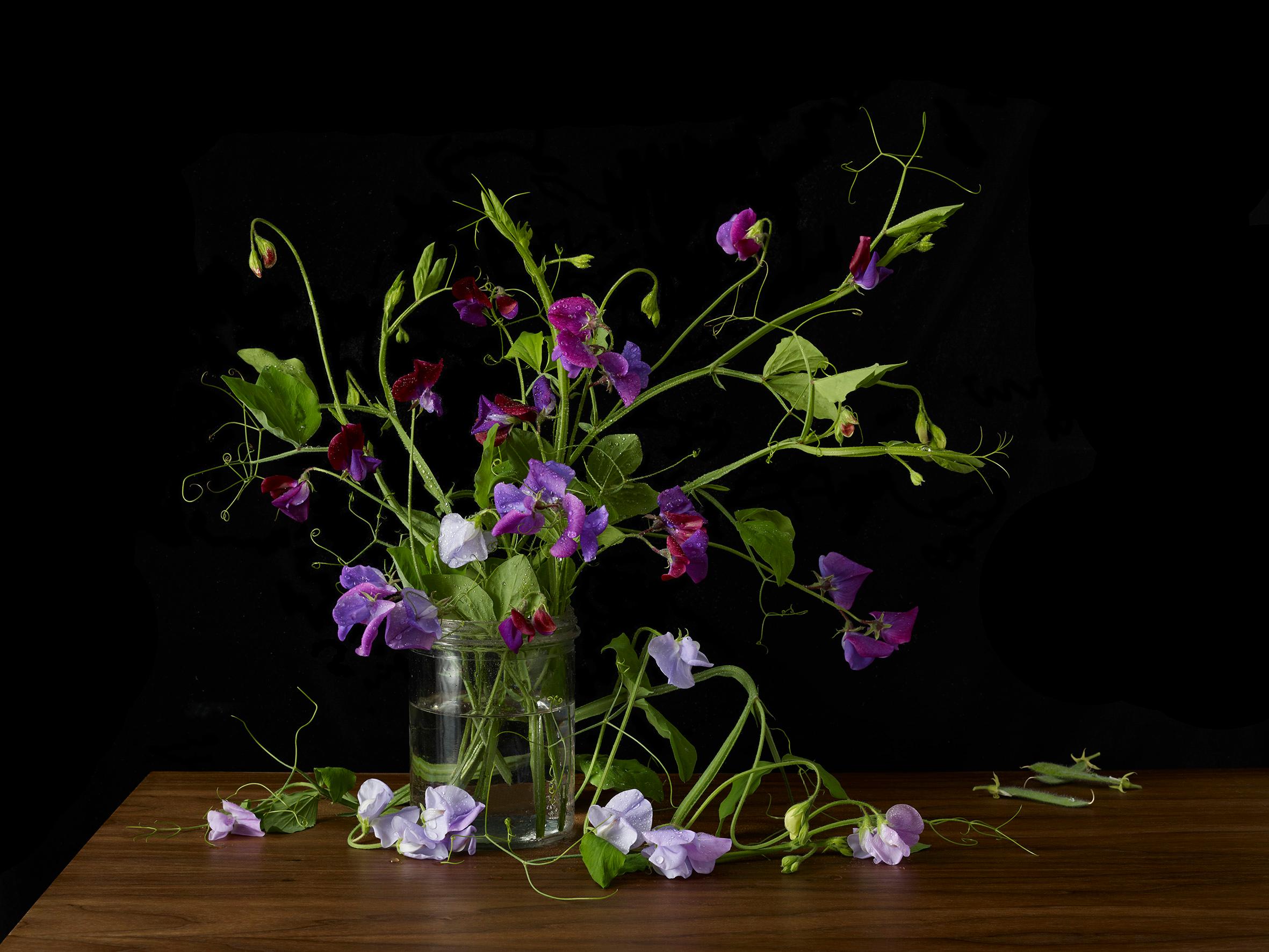 Kevin Dutton Still-Life Photograph - Lathryus 3