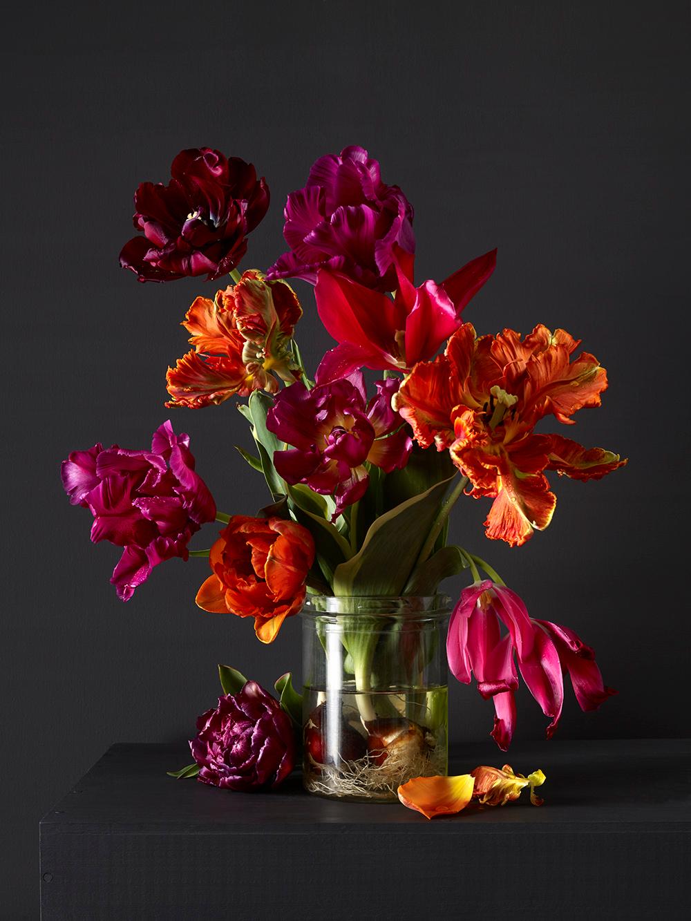 Kevin Dutton Still-Life Print - Mixed Tulips #4,  Botanical photographic print,  Old Masters Style