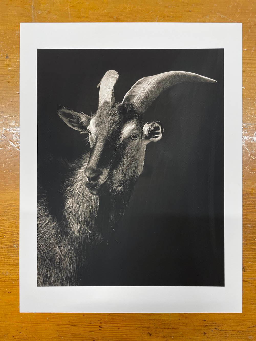Bennett #1 , aus der Serie, Chattel - Ziegenporträt, Bauerntier – Photograph von Kevin Horan