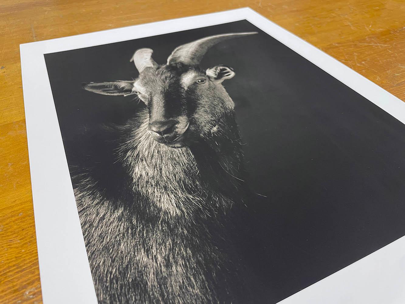 Bennett #1 , aus der Serie, Chattel - Ziegenporträt, Bauerntier (Zeitgenössisch), Photograph, von Kevin Horan