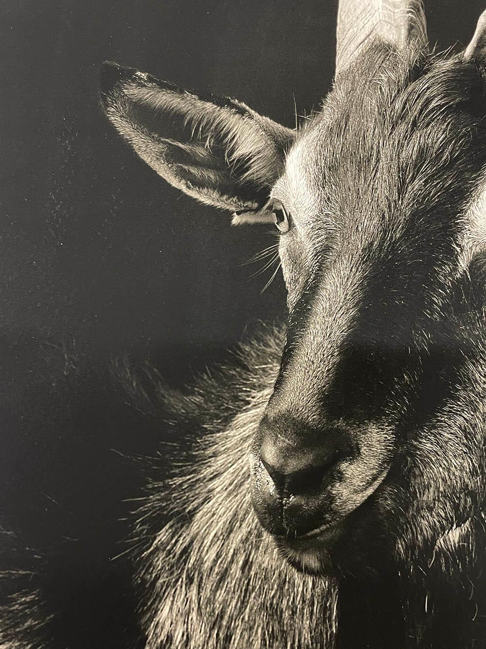 Auflage von 8
Signiert, betitelt, datiert und Copyright.
*Die Bilder und das Video zeigen einen Druck im Format 17 x 13 Zoll. Einrahmung nicht inbegriffen.

Kevin Horan ist ein Fotograf aus Langley, Washington, USA. Er arbeitet an Projekten, die