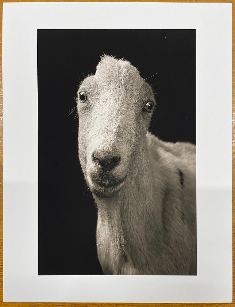 Carl #1, aus der Serie, Chattel - Weiße Ziege, Bauerntier, Porträt, Wildtiere – Photograph von Kevin Horan